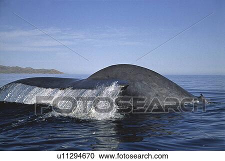 Stock Image - A diving blue whale (Balaenoptera musculus) tail and dorsal fin. Gulf of California (rr). Fotosearch