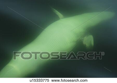 Stock Photography - A friendly Minke whale (Balaenoptera acutorostrata) has rolled onto its right side to take a better look at the excited people on the boat. Note that the left eye is open. St. Lawrence estuary, Canada. Fotosearch