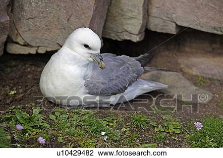 A Fulmar (Fulmarus glacialis) nesting on grass cliff habitat, Handa Island, Scotland. View Large Photo Image Stock Image - A Fulmar (Fulmarus glacialis) nesting on grass cliff habitat, Handa Island, Scotland.. Fotosearch
