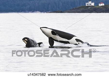 Stock Image - A gathering of several Orca (Orcinus orca) pods in Chatham Strait, Southeast Alaska, USA. Pacific Ocean. These animals numbered in the many tens, perhaps even over a hundred as they were spread out in many small groups all traveling north and spread out f. Fotosearch