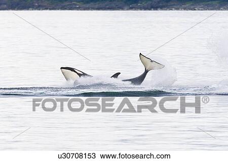 Stock Image - A gathering of several Orca (Orcinus orca) pods in Chatham Strait, Southeast Alaska, USA. Pacific Ocean. These animals numbered in the many tens, perhaps even over a hundred as they were spread out in many small groups all traveling north and spread out f. Fotosearch