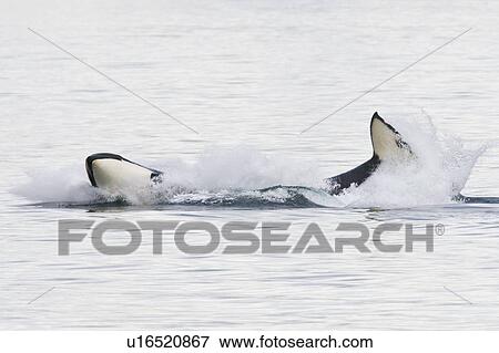 A gathering of several Orca (Orcinus orca) pods in Chatham Strait, Southeast Alaska, USA. Pacific Ocean. These animals numbered in the many tens, perhaps even over a hundred as they were spread out in many small groups all traveling north and spread out f View Large Photo Image Stock Photo - A gathering of several Orca (Orcinus orca) pods in Chatham Strait, Southeast Alaska, USA. Pacific Ocean. These animals numbered in the many tens, perhaps even over a hundred as they were spread out in many small groups all traveling north and spread out f. Fotosearch