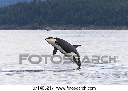 Stock Photo - A gathering of several Orca (Orcinus orca) pods in Chatham Strait, Southeast Alaska, USA. Pacific Ocean. These animals numbered in the many tens, perhaps even over a hundred as they were spread out in many small groups all traveling north and spread out f. Fotosearch