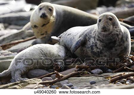 A Grey Seal pup (Halichoerus grypus) suckling milk from its mother, Pentlands Firth, Scotland. View Large Photo Image Stock Image - A Grey Seal pup (Halichoerus grypus) suckling milk from its mother, Pentlands Firth, Scotland.. Fotosearch