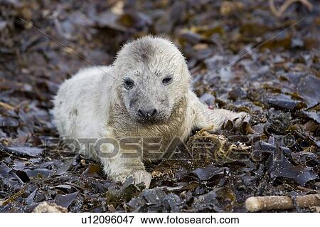 Stock Photo - A Grey Seal pup (Halichoerus grypus) resting on seaweed, Pentlands Firth, Scotland.. Fotosearch