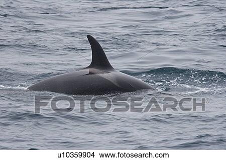 Picture - A group of 6 to 8 Orca (Orcinus orca) which attacked and killed a white-beaked dolphin at 74 11. 31 N and 16 03. 48 E off the continental shelf southwest of Bear Island in the Barents Sea, Norway.. Fotosearch