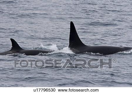 A group of 6 to 8 Orca (Orcinus orca) which attacked and killed a white-beaked dolphin at 74 11. 31 N and 16 03. 48 E off the continental shelf southwest of Bear Island in the Barents Sea, Norway. Seen here are and adult bull and adult cow. View Large Photo Image Stock Image - A group of 6 to 8 Orca (Orcinus orca) which attacked and killed a white-beaked dolphin at 74 11. 31 N and 16 03. 48 E off the continental shelf southwest of Bear Island in the Barents Sea, Norway. Seen here are and adult bull and adult cow.. Fotosearch