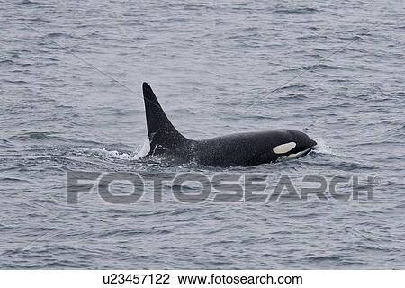 A group of 6 to 8 Orca (Orcinus orca) which attacked and killed a white-beaked dolphin at 74 11. 31 N and 16 03. 48 E off the continental shelf southwest of Bear Island in the Barents Sea, Norway. Seen here is the adult bull of the group. View Large Photo Image Stock Image - A group of 6 to 8 Orca (Orcinus orca) which attacked and killed a white-beaked dolphin at 74 11. 31 N and 16 03. 48 E off the continental shelf southwest of Bear Island in the Barents Sea, Norway. Seen here is the adult bull of the group.. Fotosearch