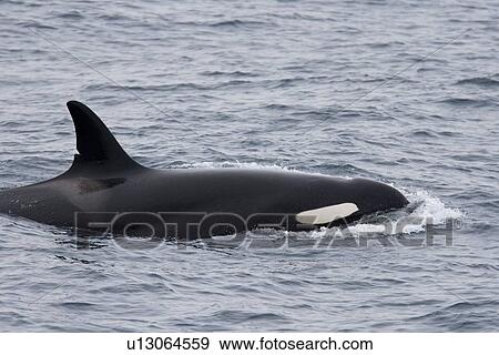 Stock Photo - A group of 6 to 8 Orca (Orcinus orca) which attacked and killed a white-beaked dolphin at 74 11. 31 N and 16 03. 48 E off the continental shelf southwest of Bear Island in the Barents Sea, Norway. Seen here is an adult female.. Fotosearch