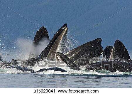 Stock Image - A group of adult humpback whales (Megaptera novaeangliae) co-operatively "bubble-net" feeding along the west side of Chatham Strait in Southeast Alaska, USA. Pacific Ocean. This group started feeding together with only six animals and ended up with sixtee. Fotosearch