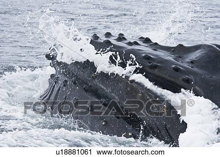 Stock Image - A group of adult humpback whales (Megaptera novaeangliae) co-operatively "bubble-net" feeding in Snow Pass in Southeast Alaska, USA. Pacific Ocean. Shown here is a close up of a whale forcing water out through its baleen plates, leaving the prey (herring). Fotosearch