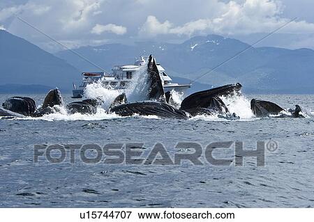 Stock Photo - A group of adult humpback whales (Megaptera novaeangliae) co-operatively "bubble-net" feeding near the charter yacht Safari Spirit along the west side of Chatham Strait in Southeast Alaska, USA. Pacific Ocean. This group started feeding together with only. Fotosearch