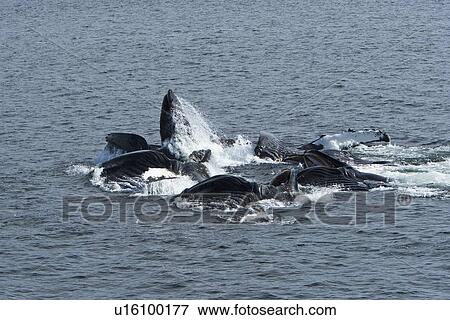 A group of adult humpback whales (Megaptera novaeangliae) co-operatively "bubble-net" feeding along the west side of Chatham Strait in Southeast Alaska, USA. Pacific Ocean. View Large Photo Image Stock Photo - A group of adult humpback whales (Megaptera novaeangliae) co-operatively "bubble-net" feeding along the west side of Chatham Strait in Southeast Alaska, USA. Pacific Ocean. . Fotosearch