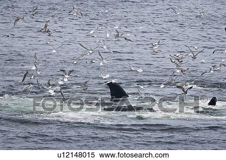 Stock Photography - A group of adult humpback whales (Megaptera novaeangliae) co-operatively "bubble-net" feeding in Snow Pass in Southeast Alaska, USA. Pacific Ocean. (rr). Fotosearch