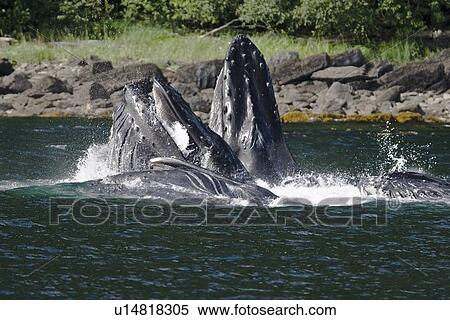 A group of adult humpback whales (Megaptera novaeangliae) co-operatively "bubble-net" feeding along the west side of Chatham Strait in Southeast Alaska, USA. Pacific Ocean. This group started feeding together with only six animals and ended up with sixtee View Large Photo Image Stock Photography - A group of adult humpback whales (Megaptera novaeangliae) co-operatively "bubble-net" feeding along the west side of Chatham Strait in Southeast Alaska, USA. Pacific Ocean. This group started feeding together with only six animals and ended up with sixtee. Fotosearch