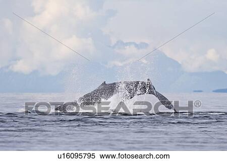 Stock Photography - A group of adult humpback whales (Megaptera novaeangliae) co-operatively "bubble-net" feeding along the west side of Chatham Strait in Southeast Alaska, USA. Pacific Ocean. Shown here is an adult tail-throwing after a bubble-net set.. Fotosearch