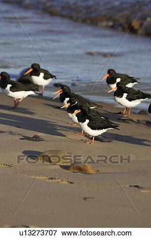Stock Photo - A group of Oystercatcher (Haematopus ostralegus) on a sand beach, Rosemarkie, Scotland.. Fotosearch