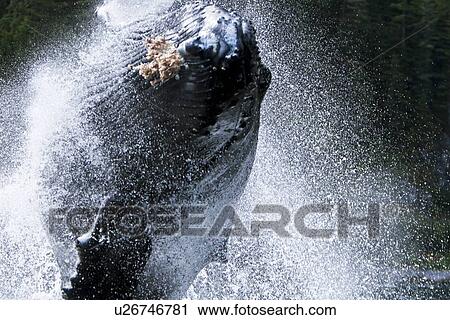 A humpback whale (Megaptera novaeangliae) calf breaching right at the camera off Chichagof Island, southeast Alaska, USA. Pacific Ocean. This particular calf became very surface active when its mother continued to bubble-net feed with a group of other adu View Large Photo Image Stock Image - A humpback whale (Megaptera novaeangliae) calf breaching right at the camera off Chichagof Island, southeast Alaska, USA. Pacific Ocean. This particular calf became very surface active when its mother continued to bubble-net feed with a group of other adu. Fotosearch