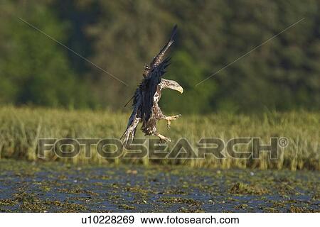 Stock Photo - A juvenile bald eagle (Haliaeetus leucocephalus) scavenging a salmon carcass in Windham Bay on the Alaskan coast in Southeast Alaska, USA. Pacific Ocean. It takes five years for a juvenile bald eagle to achieve the characteristic white head and tail adult. Fotosearch