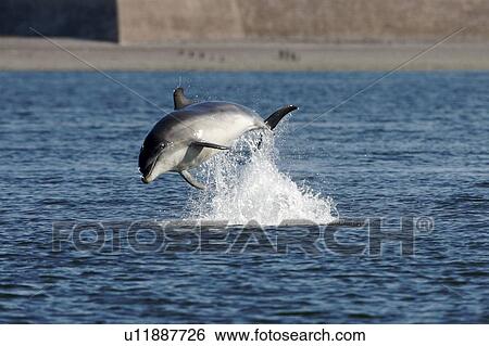 A juvenile Bottlenose dolphin (Tursiops truncatus) breaching from the water near Chanonry Point, Moray Firth, Scotland showing far shore and wall of Fort George. View Large Photo Image Stock Photograph - A juvenile Bottlenose dolphin (Tursiops truncatus) breaching from the water near Chanonry Point, Moray Firth, Scotland showing far shore and wall of Fort George.. Fotosearch
