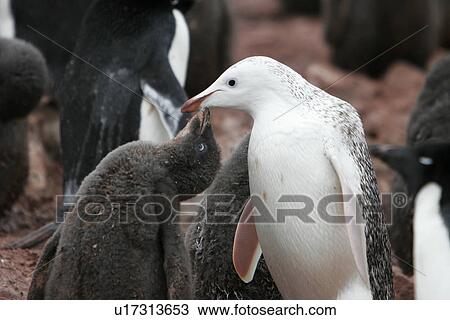 A leucistic adult Adelie penguin (Pygoscelis adeliae) on Devil Island on the Northeast side of the Antarctic Peninsula. This adult is the parent to two "normal" coloration chicks. This coloration in Adelie penguins is very rare and sometimes referred to a View Large Photo Image Stock Image - A leucistic adult Adelie penguin (Pygoscelis adeliae) on Devil Island on the Northeast side of the Antarctic Peninsula. This adult is the parent to two "normal" coloration chicks. This coloration in Adelie penguins is very rare and sometimes referred to a. Fotosearch