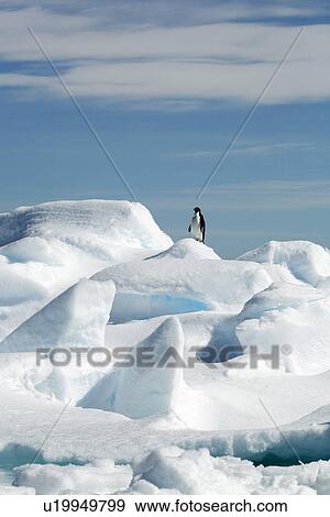 A lone Adelie penguin (Pygoscelis adeliae) hauled out on ice floes near Heroina Island in the Weddell Sea. Antarctica. View Large Photo Image Stock Photo - A lone Adelie penguin (Pygoscelis adeliae) hauled out on ice floes near Heroina Island in the Weddell Sea. Antarctica.. Fotosearch