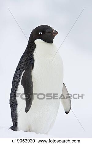 A lone adult Adelie penguin (Pygoscelis adeliae) on an iceberg off Port Lockroy, Antarctica. There are an estimated 2 million breeding pairs of chinstrap penguins in the Antarctic peninsula region alone, perhaps as many as 7. 5 million breeding pairs in a View Large Photo Image Stock Image - A lone adult Adelie penguin (Pygoscelis adeliae) on an iceberg off Port Lockroy, Antarctica. There are an estimated 2 million breeding pairs of chinstrap penguins in the Antarctic peninsula region alone, perhaps as many as 7. 5 million breeding pairs in a. Fotosearch