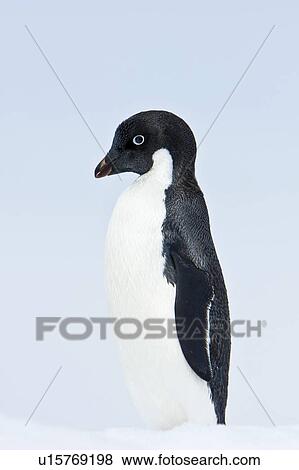 Stock Photo - A lone adult Adelie penguin (Pygoscelis adeliae) on an iceberg off Petermann Island, Antarctica.. Fotosearch
