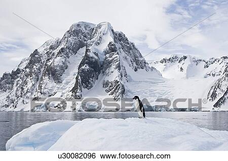 Stock Photograph - A lone adult Adelie penguin (Pygoscelis adeliae) on an iceberg off Petermann Island, Antarctica.. Fotosearch