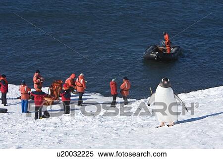 A lone gentoo penguin overlooking the crew of the Lindblad Expedition ship National Geographic Endeavour at work in Antarctica. View Large Photo Image Stock Photography - A lone gentoo penguin overlooking the crew of the Lindblad Expedition ship National Geographic Endeavour at work in Antarctica.. Fotosearch