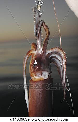 A Mexican fisherman holds up a Jumbo Squid (Dosidicus gigas - also called the Humbolt squid) hand caught at night off the Baja Peninsula, in Santa Rosalia, Baja, Mexico. This fishery catches 100 metric tons of squid on average each night. The fishery runs View Large Photo Image Stock Photo - A Mexican fisherman holds up a Jumbo Squid (Dosidicus gigas - also called the Humbolt squid) hand caught at night off the Baja Peninsula, in Santa Rosalia, Baja, Mexico. This fishery catches 100 metric tons of squid on average each night. The fishery runs. Fotosearch