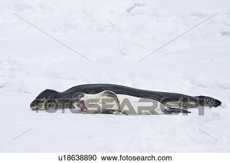 Stock Image - A mother and newborn pup leopard seal (Hydrurga leptonyx) hauled out on ice floes on the western side of the Antarctic peninsula, southern ocean. This is the only pinniped known to have attacked and killed a human snorkeler in Antarctica.. Fotosearch