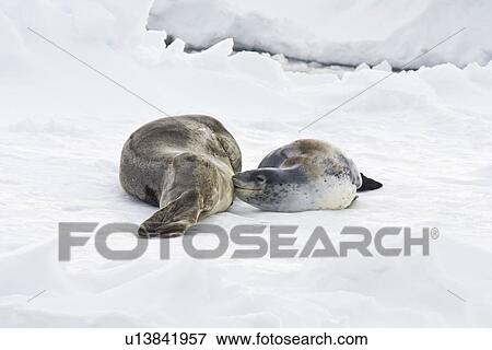 A mother and nursing newborn pup leopard seal (Hydrurga leptonyx) hauled out on ice floes on the western side of the Antarctic peninsula, southern ocean. This is the only pinniped known to have attacked and killed a human snorkeler in Antarctica. View Large Photo Image Stock Photo - A mother and nursing newborn pup leopard seal (Hydrurga leptonyx) hauled out on ice floes on the western side of the Antarctic peninsula, southern ocean. This is the only pinniped known to have attacked and killed a human snorkeler in Antarctica.. Fotosearch