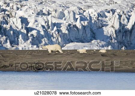 A mother polar bear (Ursus maritimus) and two cubs near pack ice in Isbukta (Ice Bay) in the Barents Sea off the eastern coast of Spitsbergen in the Svalbard Archipelago, Norway. View Large Photo Image Stock Photo - A mother polar bear (Ursus maritimus) and two cubs near pack ice in Isbukta (Ice Bay) in the Barents Sea off the eastern coast of Spitsbergen in the Svalbard Archipelago, Norway.. Fotosearch