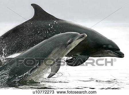 A pair of Bottlenose Dolphins (Tursiops truncatus) breaches from the Moray Firth, Scotland. View Large Photo Image Stock Image - A pair of Bottlenose Dolphins (Tursiops truncatus) breaches from the Moray Firth, Scotland.. Fotosearch