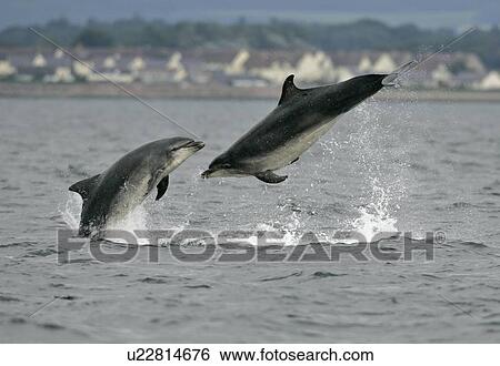 Stock Photograph - A pair of Bottlenose Dolphins (Tursiops truncatus) breach from the water at Chanonry Point with the houses of Arderseir in the background. Moray Firth, Scotland.. Fotosearch