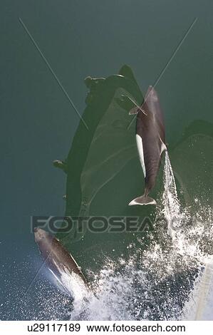 A pair of Dall's porpoise (Phocoenoides dalli) bow riding in Chatham Strait off Baranof Island in Southeast Alaska, USA. Pacific Ocean. The water is flat calm and the reflection of the boat and sky are visible in the images. View Large Photo Image Stock Photo - A pair of Dall's porpoise (Phocoenoides dalli) bow riding in Chatham Strait off Baranof Island in Southeast Alaska, USA. Pacific Ocean. The water is flat calm and the reflection of the boat and sky are visible in the images.. Fotosearch
