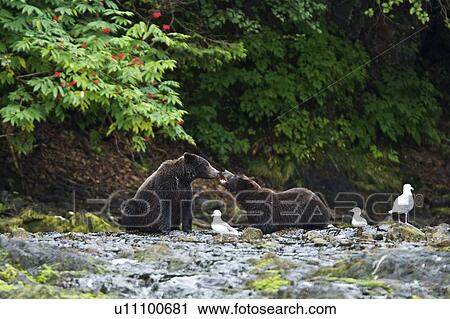 Stock Image - A pair of young Brown Bear (Ursus arctos) fishing for pink and dog salmon on Chichagof Island in Southeast Alaska, USA. Pacific Ocean. This pair of bears are most likely three year olds and siblings from the same litter.. Fotosearch