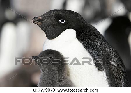Stock Photo - A parent and chick Adelie penguin (Pygoscelis adeliae) on Paulet Island on the Northeast side of the Antarctic Peninsula.. Fotosearch