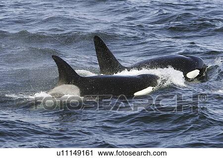 A pod of 5 Orcas (Orcinus orca) encountered off Gardner Point on the south end of Admiralty Island, Southeast Alaska. The pod consisted of two adult males, one adult female, one possible juvenile male, and an undetermined smaller juvenile. Total pod size View Large Photo Image Stock Image - A pod of 5 Orcas (Orcinus orca) encountered off Gardner Point on the south end of Admiralty Island, Southeast Alaska. The pod consisted of two adult males, one adult female, one possible juvenile male, and an undetermined smaller juvenile. Total pod size . Fotosearch