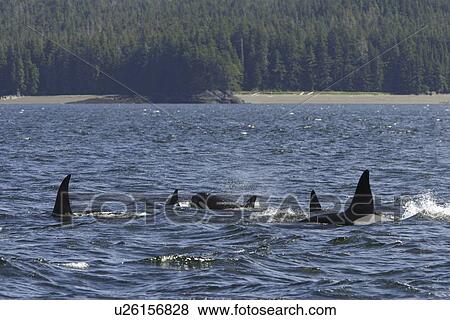 A pod of 5 Orcas (Orcinus orca) encountered off Gardner Point on the south end of Admiralty Island, Southeast Alaska. The pod consisted of two adult males, one adult female, one possible juvenile male, and an undetermined smaller juvenile. Total pod size View Large Photo Image Stock Photo - A pod of 5 Orcas (Orcinus orca) encountered off Gardner Point on the south end of Admiralty Island, Southeast Alaska. The pod consisted of two adult males, one adult female, one possible juvenile male, and an undetermined smaller juvenile. Total pod size . Fotosearch