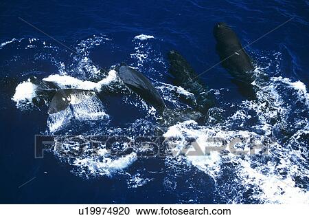 Stock Image - A pod of Sperm whales (Physeter macrocephalus). Sri Lanka. Fotosearch