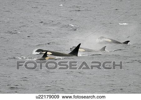 Stock Photo - A possible new species of Orca (Killer Whale) called "Type B" Orca (with a proposed new scientific name of Orcinus nanus) travelling in the Lemaire Strait, Antarctica. These Orca are characterized by very large eye patches, a two-tone gray cape coloratio. Fotosearch