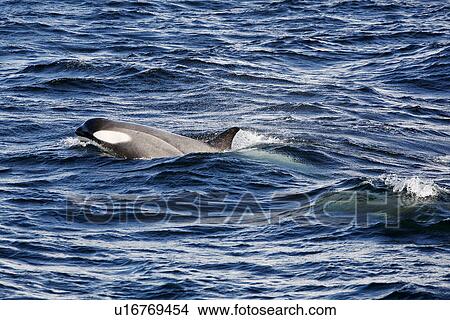 Picture - A possible new species of Orca (with a proposed new scientific name of Orcinus nanus) travelling in the Lemaire Strait, Antarctica. These Orca are characterized by very large eye patches, a two-tone gray cape coloration, and a relatively small size when c. Fotosearch