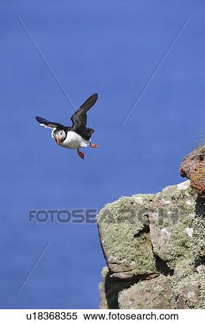 Stock Photography - A Puffin (Fratercula arctic) in mid flight, Handa Island, Scotland.. Fotosearch