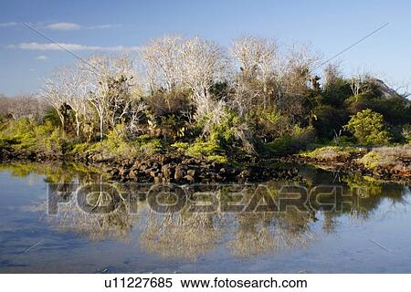 Stock Photography - A quiet morning on the saltwater lagoon near Cerro Dragon Scenery in the Galapagos Island Archipeligo, Ecuador.. Fotosearch