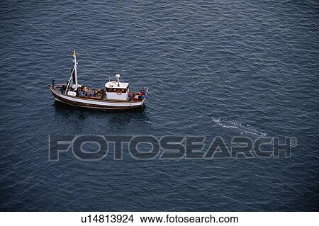 Picture - A rare, aerial view of a Blue whale (Balaenoptera musculus) surfacing near whale-watching boat in the fjords, near Husavik, on the north coast of Iceland. . Fotosearch