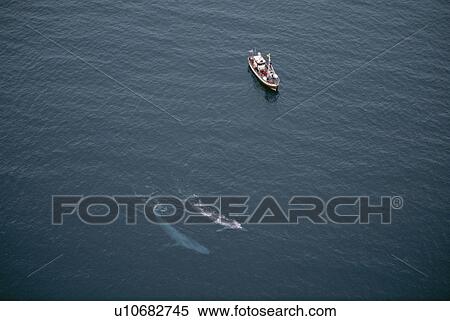 A rare, aerial view of Blue whales (Balaenoptera musculus) surfacing near whale-watching boat in the fjords, near Husavik, on the north coast of Iceland. View Large Photo Image Stock Photography - A rare, aerial view of Blue whales (Balaenoptera musculus) surfacing near whale-watching boat in the fjords, near Husavik, on the north coast of Iceland.. Fotosearch