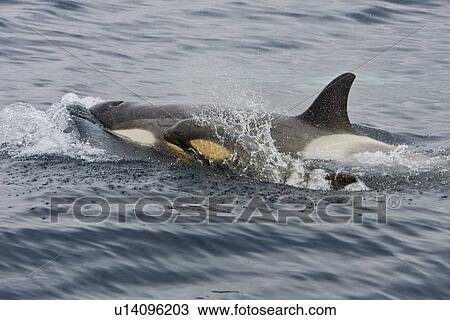 A small pod of "Type B" Orca (Orcinus orca) traveling in Gerlache Strait on the western side of the Antarctic Peninsula, Antarctica. This pod was sighted at 64? 41. 2' S latitude by 62? 54. 0'W longitude. These animals are also often called killer whales, b View Large Photo Image Stock Image - A small pod of "Type B" Orca (Orcinus orca) traveling in Gerlache Strait on the western side of the Antarctic Peninsula, Antarctica. This pod was sighted at 64? 41. 2' S latitude by 62? 54. 0'W longitude. These animals are also often called killer whales, b. Fotosearch
