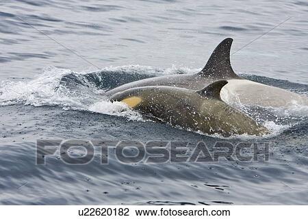 Stock Image - A small pod of "Type B" Orca (Orcinus orca) traveling in Gerlache Strait on the western side of the Antarctic Peninsula, Antarctica. This pod was sighted at 648 41. 2' S latitude by 62? 54. 0'W longitude. These animals are also often called killer whales, b. Fotosearch